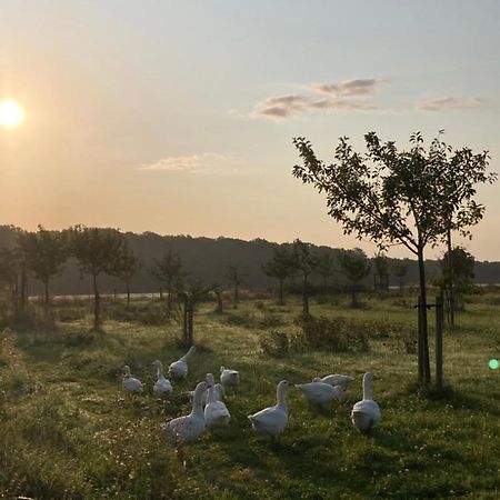 Ferienwohnung Am Gruenen Band, Gretchen Wittingen Dış mekan fotoğraf