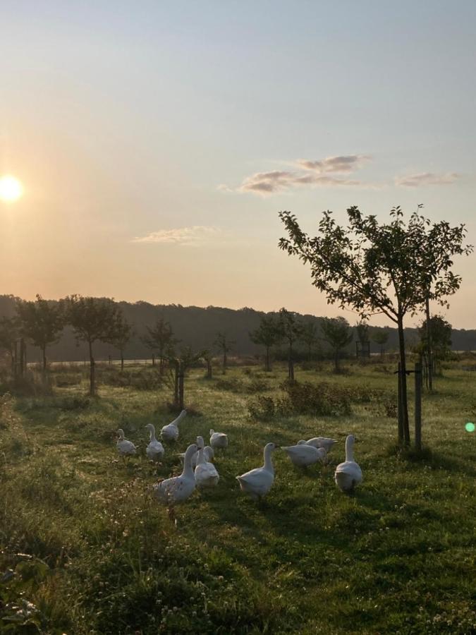 Ferienwohnung Am Gruenen Band, Gretchen Wittingen Dış mekan fotoğraf